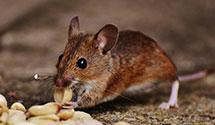 Find Exterminators in Live Oak County